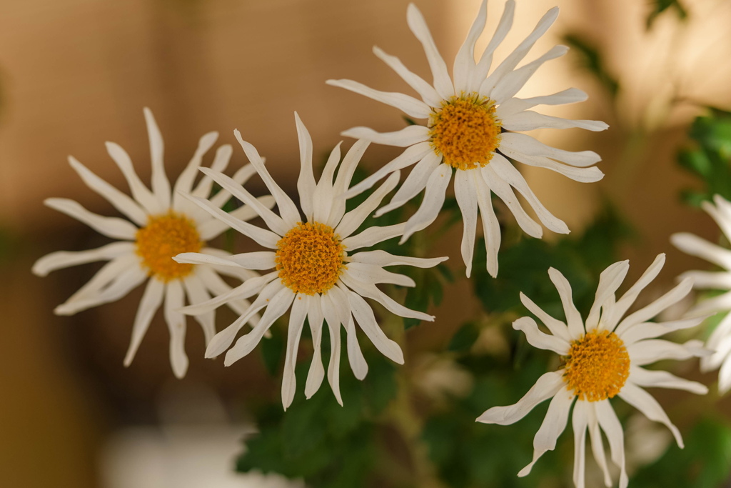菊花