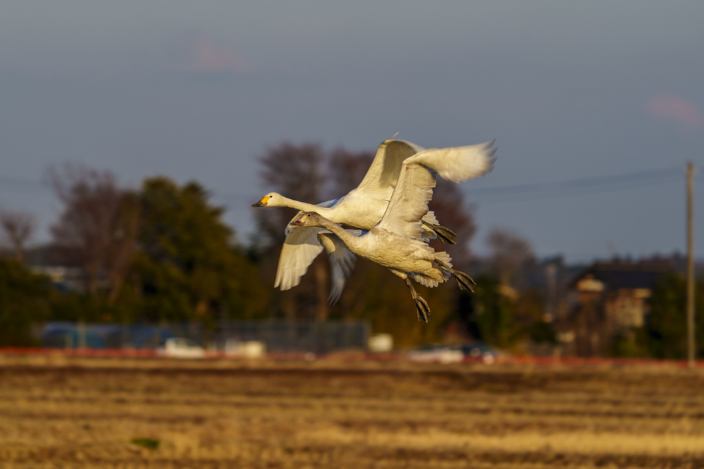 白鳥さん