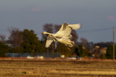 白鳥さん