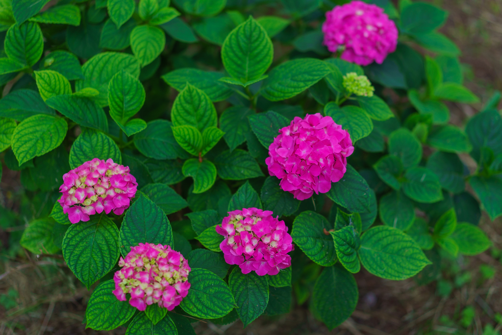 紫陽花