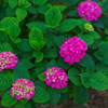 紫陽花
