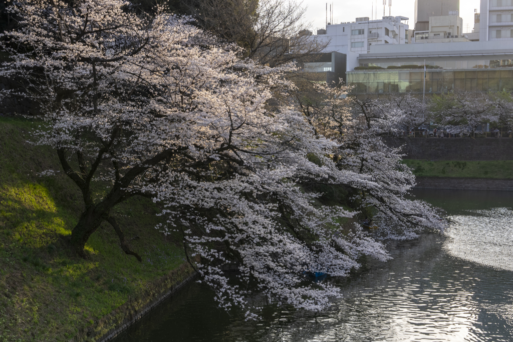 都内の桜