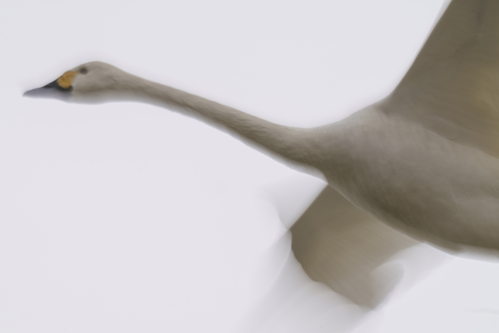 白鳥さん