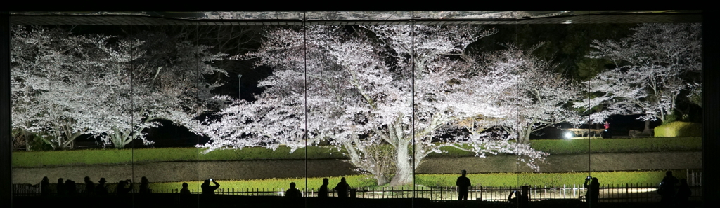 国立歴史民俗博物館の桜（蔵出しです）