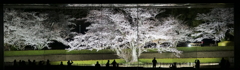 国立歴史民俗博物館の桜(蔵出しです) 国立歴史民俗博物館の桜(蔵出しです)