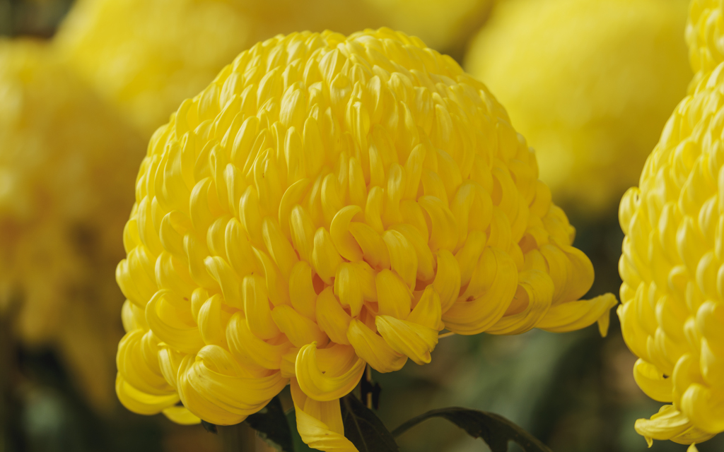 成田山の菊花