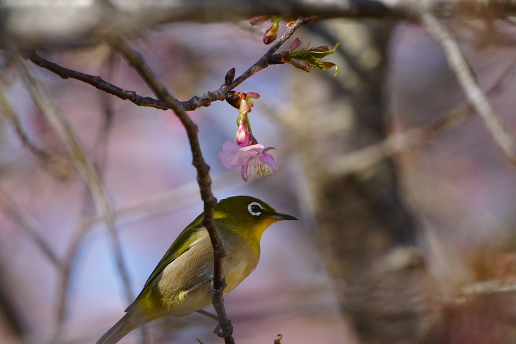 河津桜とメジロ君