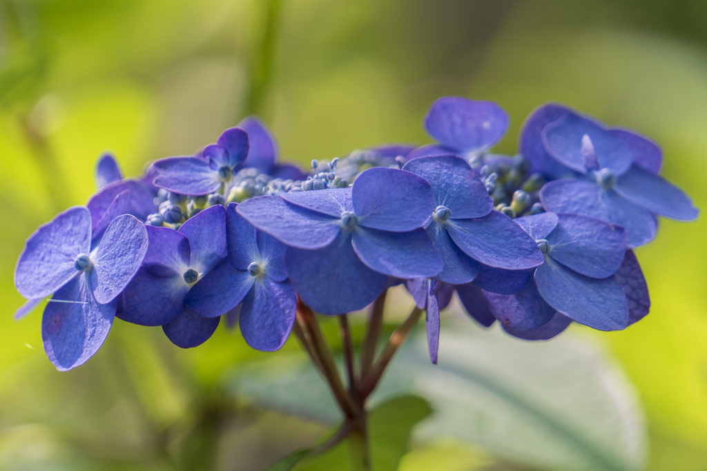 紫陽花