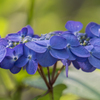 紫陽花