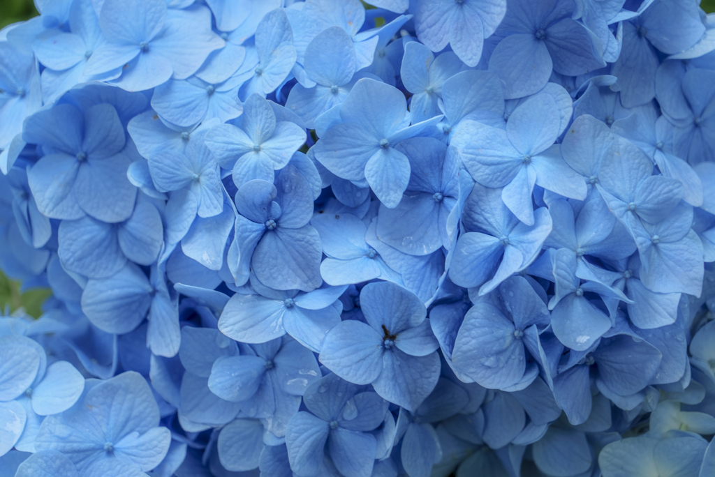 霊堂の紫陽花