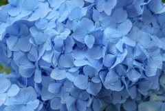 霊堂の紫陽花