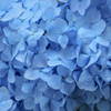 霊堂の紫陽花