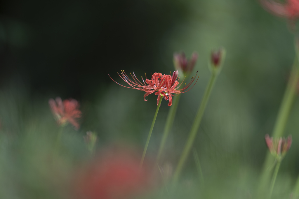 Lycoris