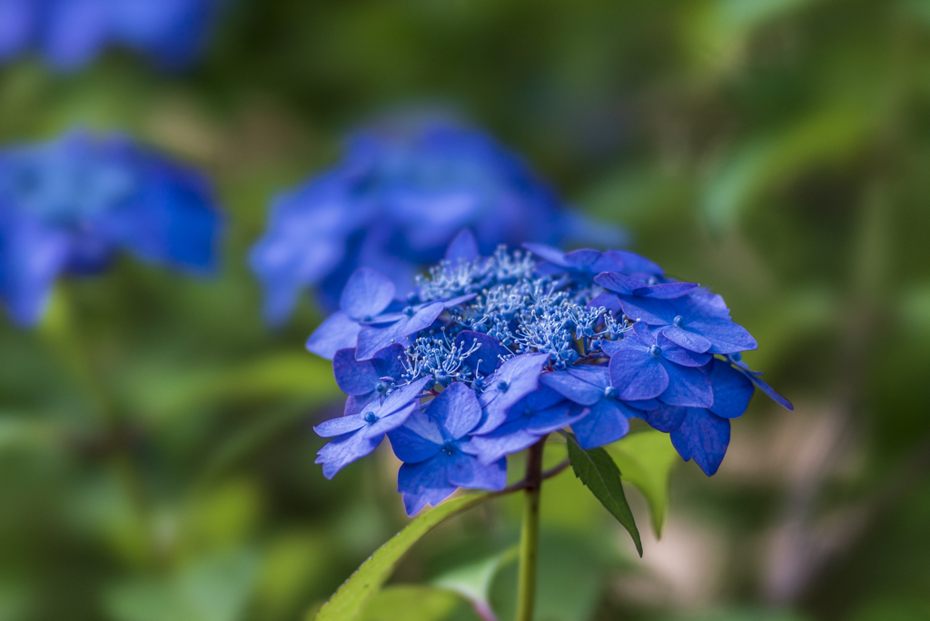 紫陽花