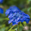 紫陽花