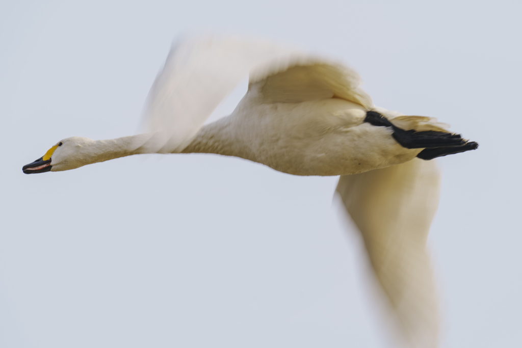 白鳥さん