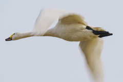 白鳥さん