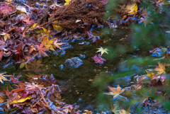 濡れ紅葉（成田山新勝寺）