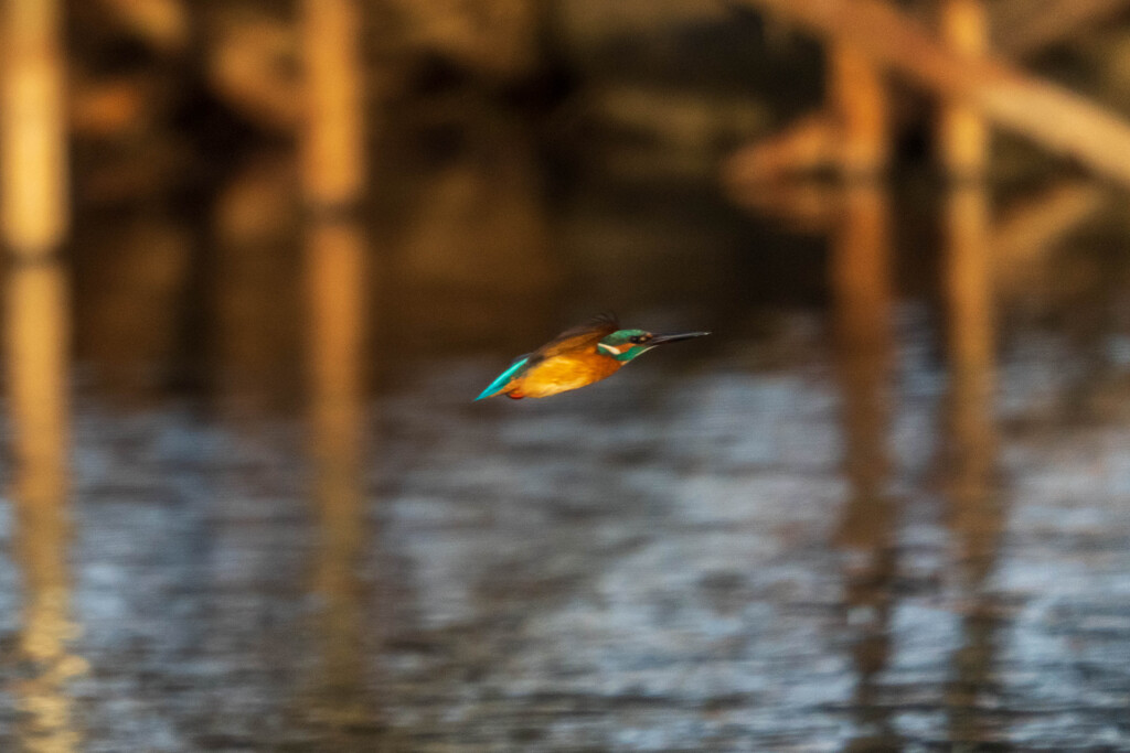 カワセミ君