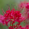 Lycoris