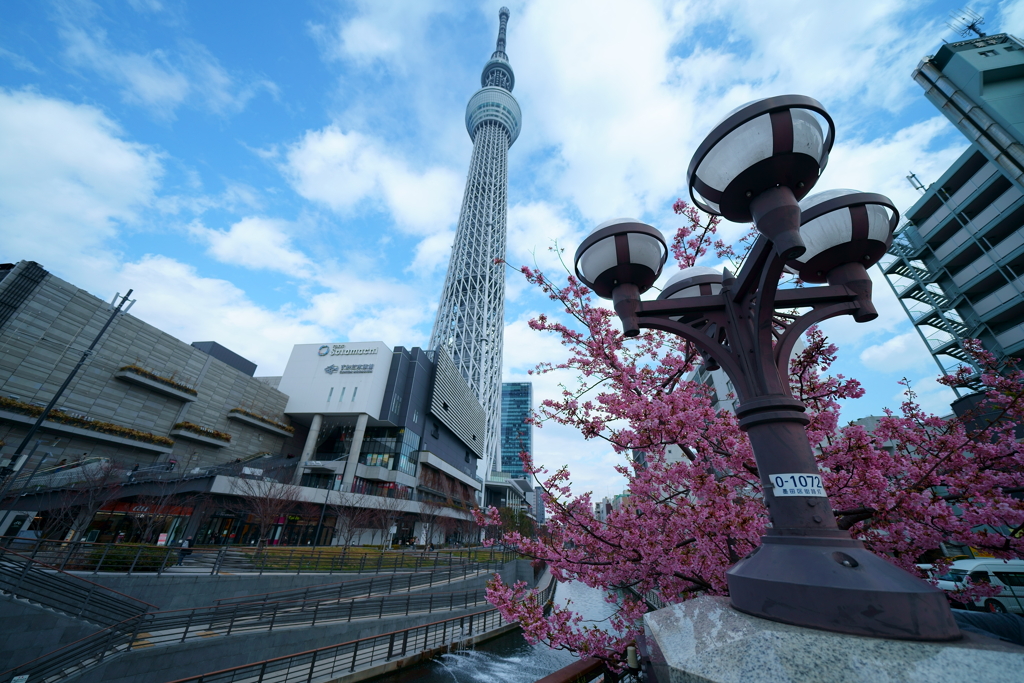 河津桜とスカイツリー