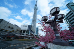 河津桜とスカイツリー