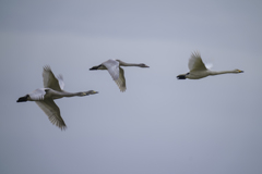 白鳥さん