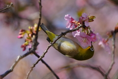 河津桜とメジロ君