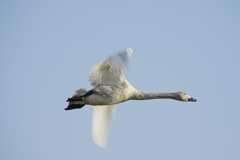 白鳥さん飛翔　その４