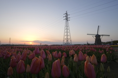 夕陽と鉄塔と風車とチューリップ