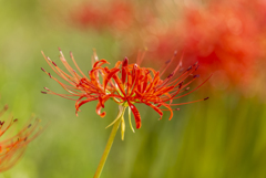 Lycoris