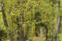 植物苑散策（くぬぎ）