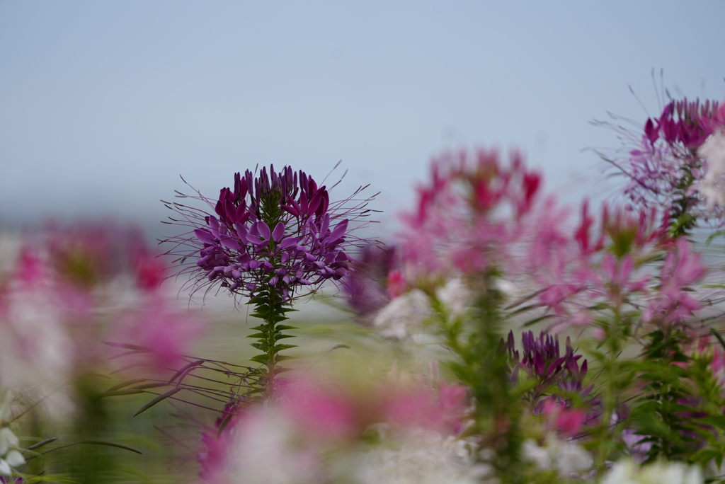 成田空港さくらの山公園にて