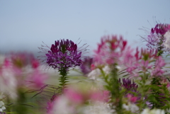 成田空港さくらの山公園にて