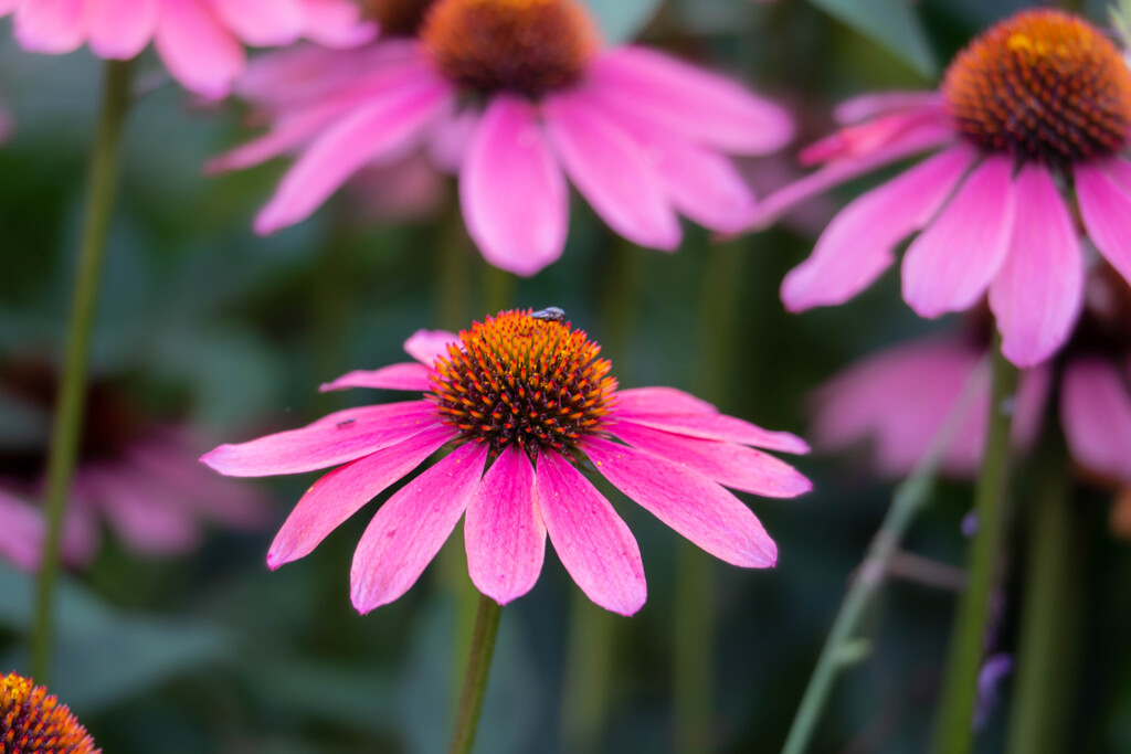 さくらの山公園のお花