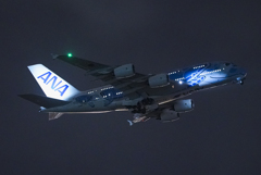 ラニ君再びホノルルへ