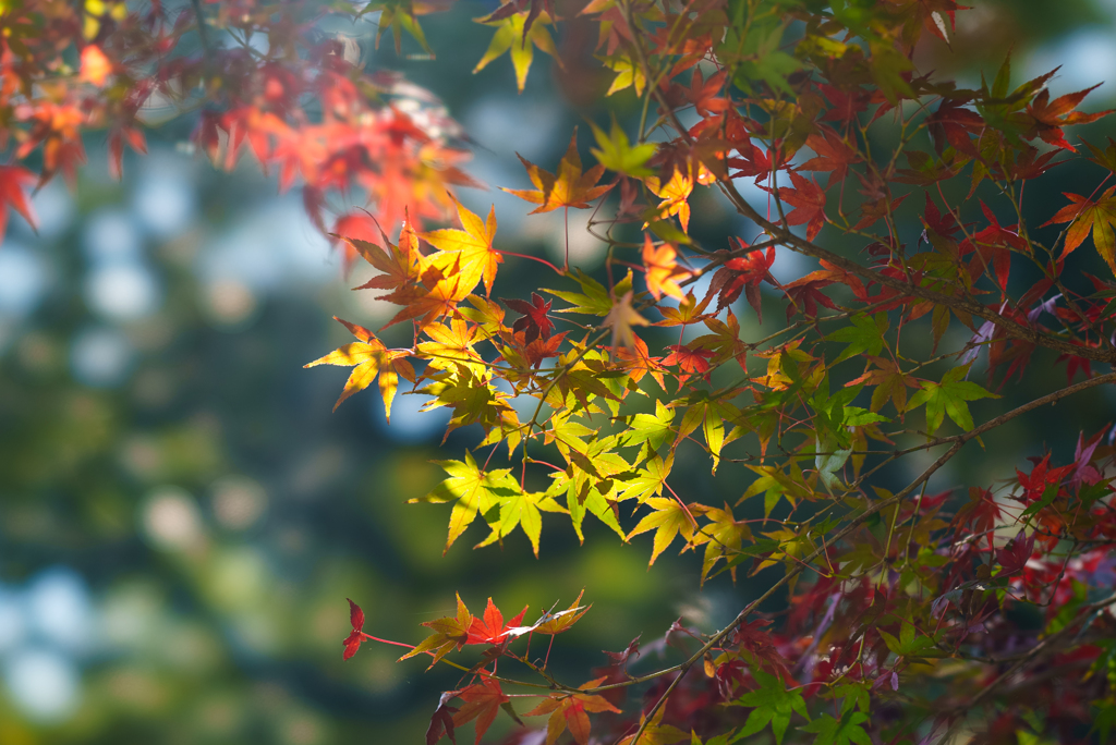 昭和記念公園にて