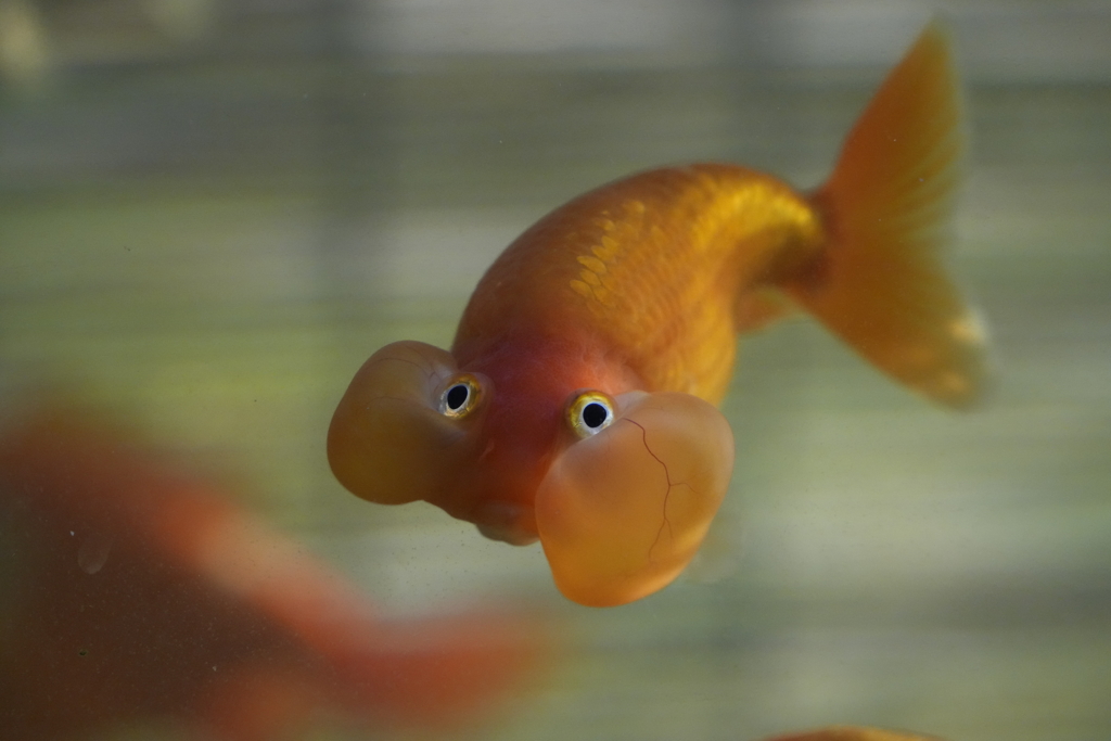 水泡眼