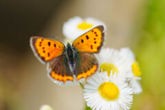 チョウチョウ