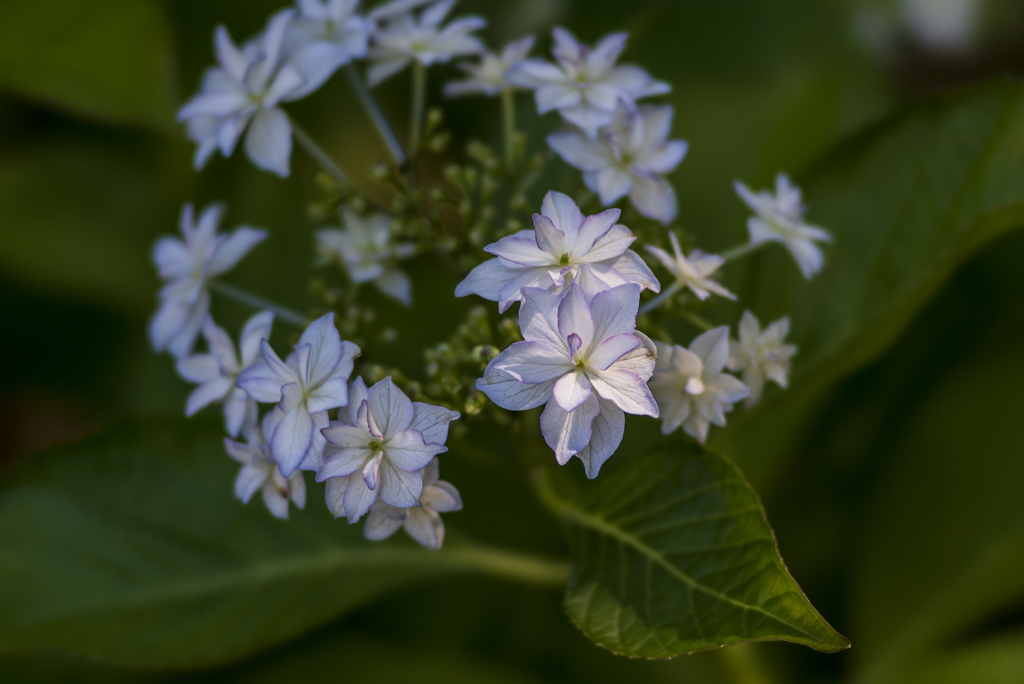 紫陽花