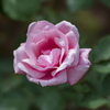 薔薇園にて（春芳）