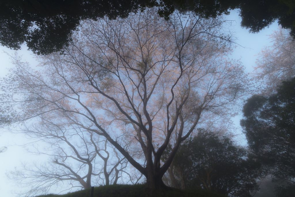 桜幻想
