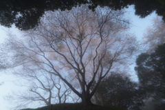 桜幻想