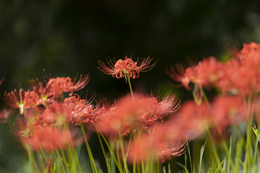 Lycoris