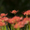 Lycoris