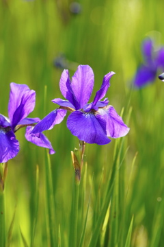 菖蒲