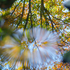昭和記念公園にて