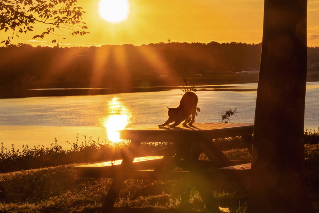 印旛沼のニャンコ