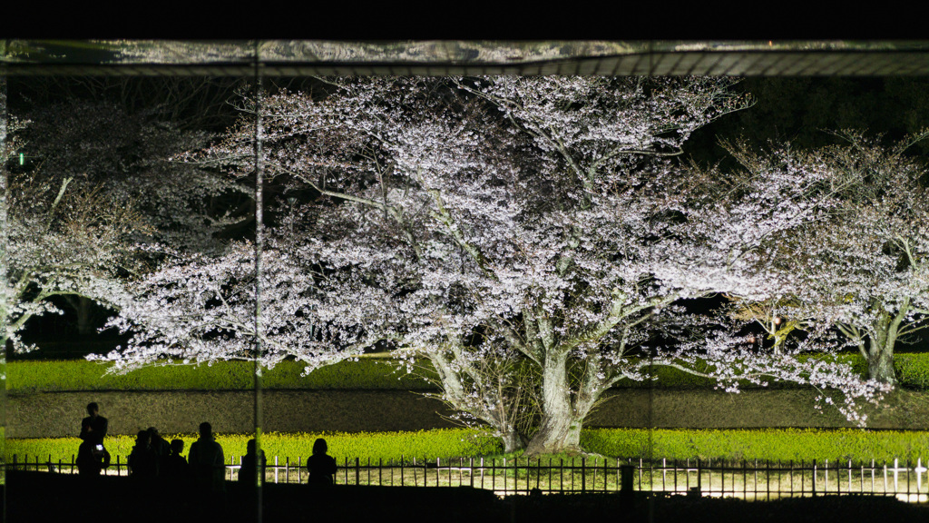 国立歴史民俗博物館の夜桜