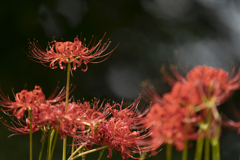 Lycoris
